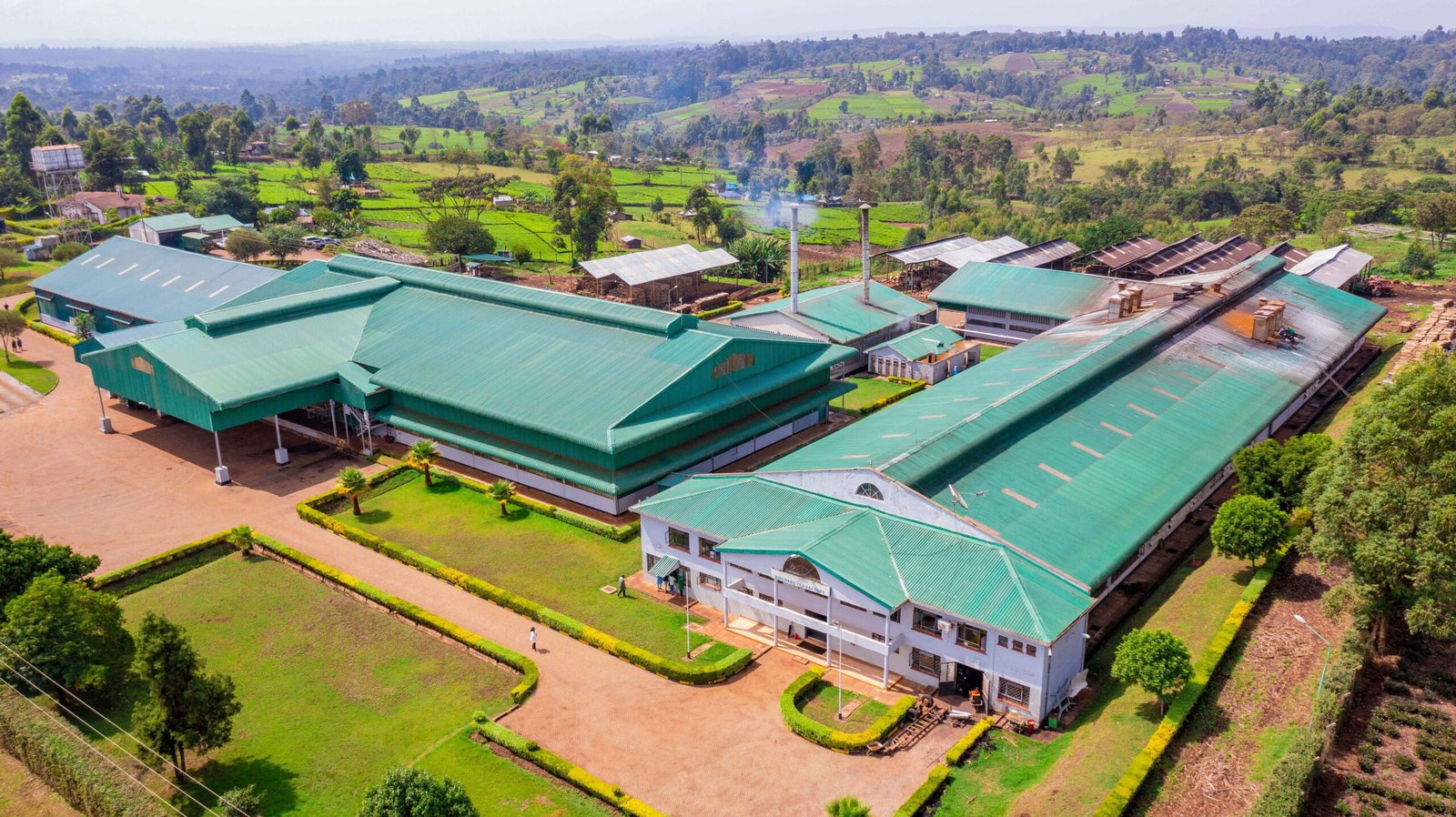 Tea Processing